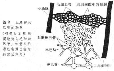 为什么会存在局部的"胖" 这里就要说到一个概念"淋巴堵塞"