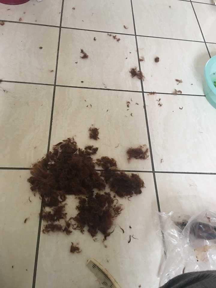 狗狗身上有蜱虫,怎么处理?