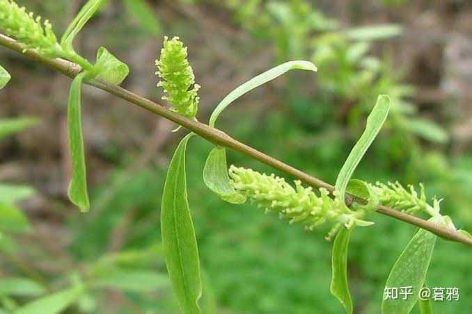 柳属的雌花序,绿到你发慌