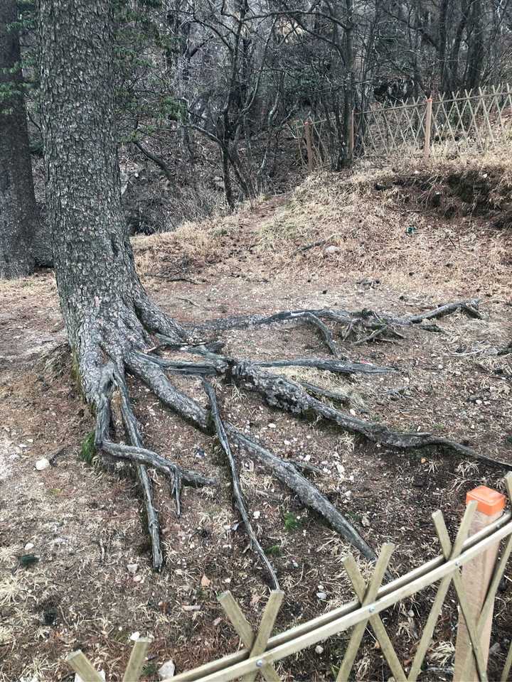 龙爪松
