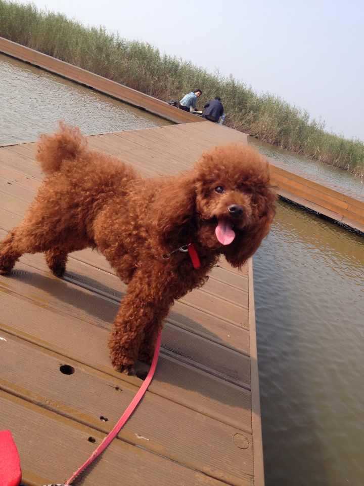 想要一款美毛的狗粮?