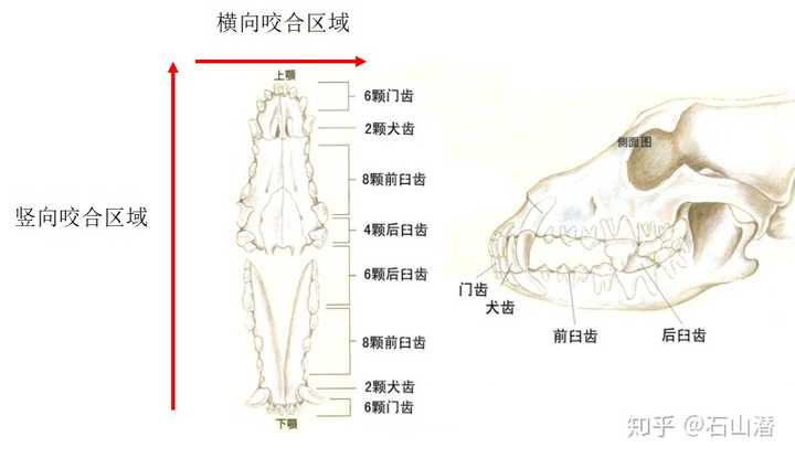 犬类口腔结构