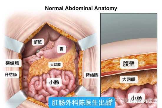 正常腹部解剖结构图