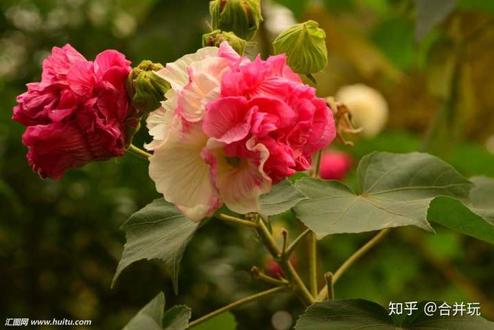 这是芙蓉花的图片,我觉得它的样子担得起这种鲜艳具有生命力的美.