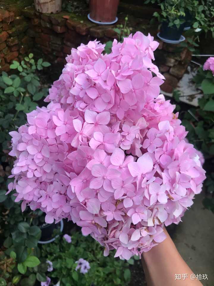 绣球花会有非四瓣的品种吗?