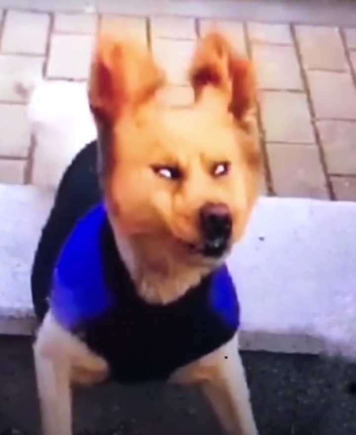 有哪些看起来就很沙雕的头像?