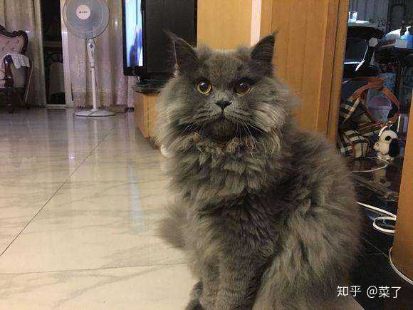 英国短毛猫是常见的品种猫,英国长毛猫也称为高地猫,可以算是英短的