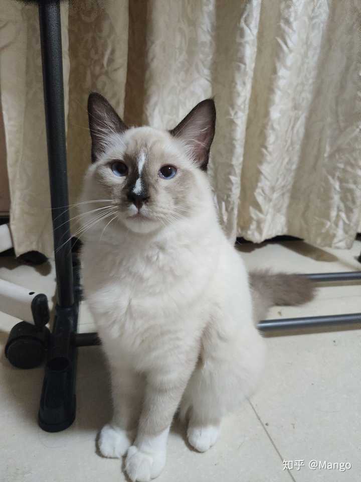 布偶猫的颜值有多高?