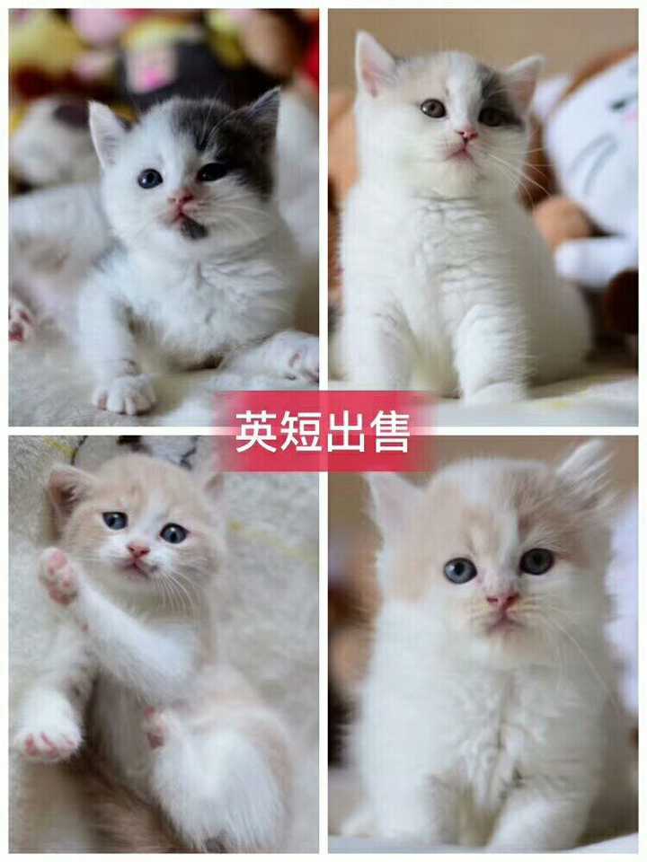 (嗯,还是橘猫好听,萌萌哒~) 最常见的橘猫,就是橘色中华田园猫.