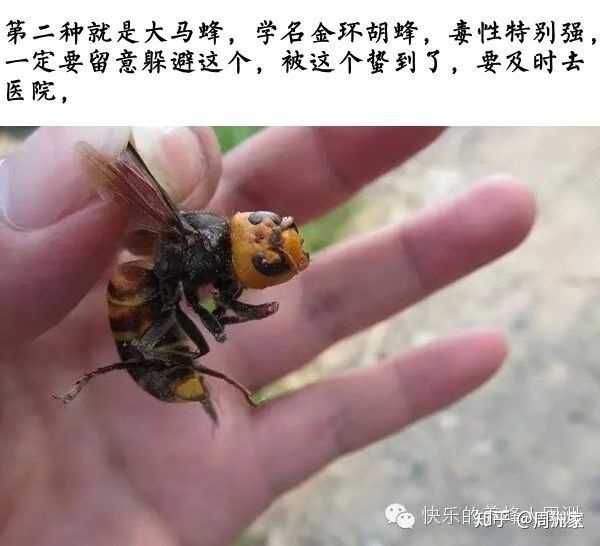 为什么被蜜蜂,马蜂等蜂类螫到会很疼很疼,而打针时却不是很疼?