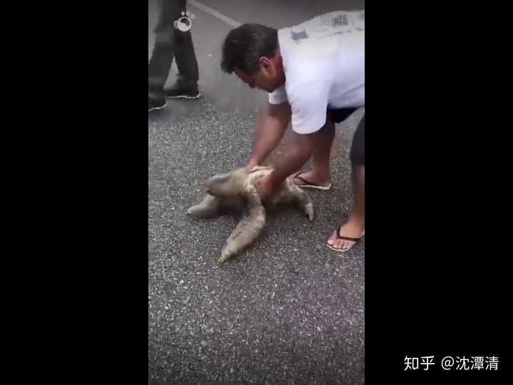 如何评价qq空间这只刷爆的恐怖树懒?