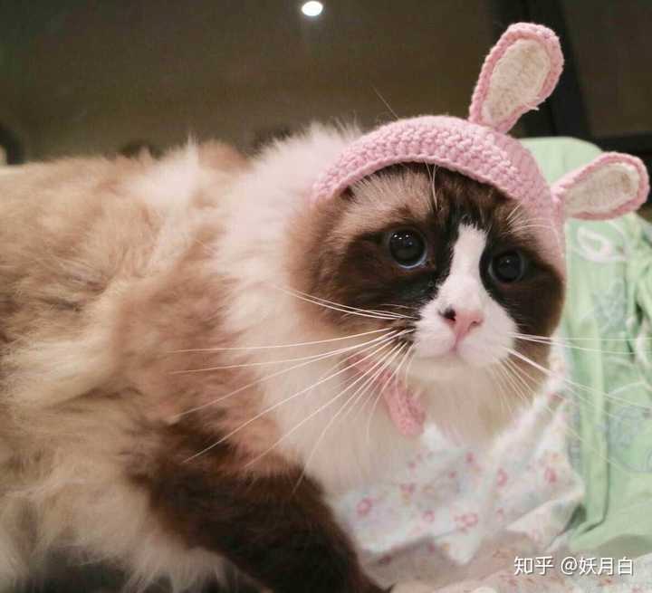 有人养杂种的布偶猫吗?是不是比纯种的好养一些呢?