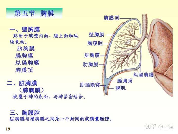 脏层胸膜是粘在肺上的吗,会不会跟着肺缩小而收过去呢
