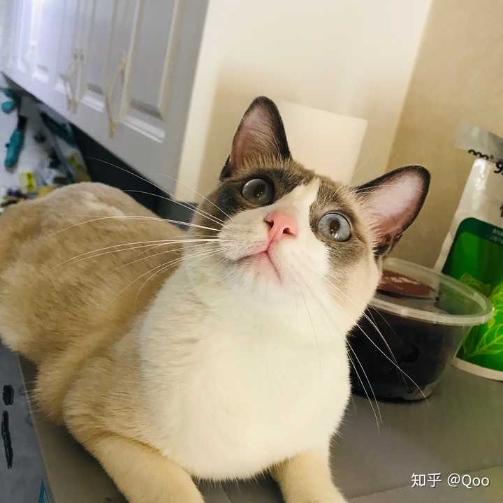 布偶猫和暹罗猫的串串什么样的?