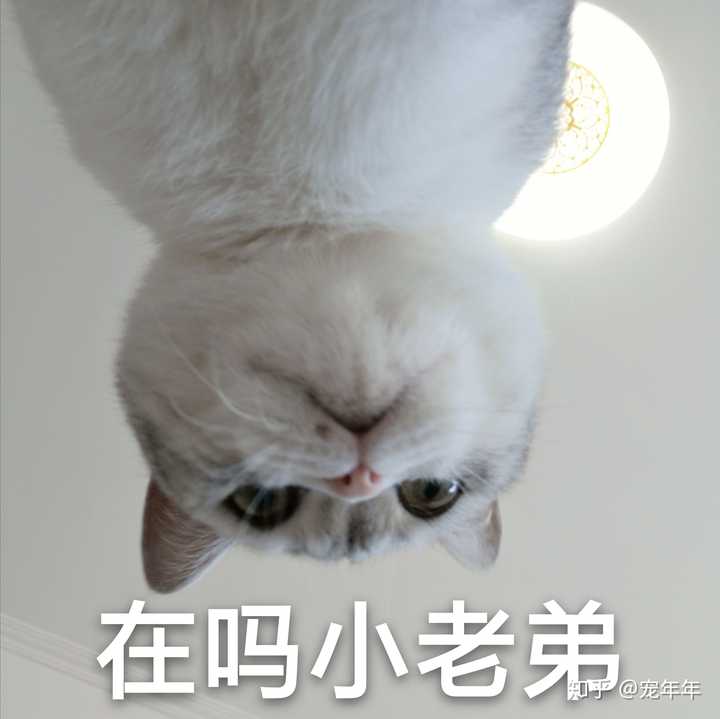 分享猫咪比较傻屌的照片?(各位铲屎官的猫都太可爱啦!)?