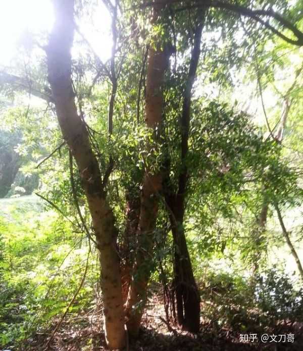 印度野生檀香树