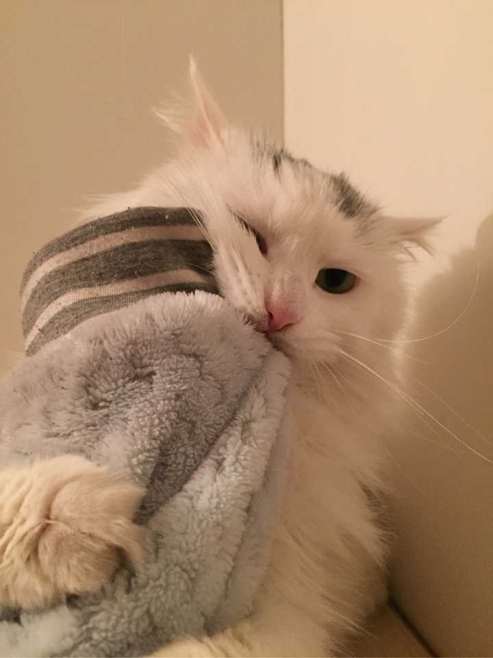 大家说说家里的猫咪主子平时都是什么性格?