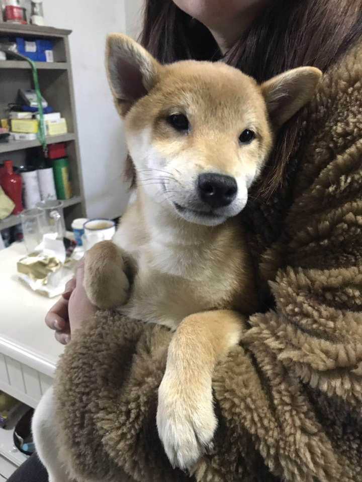 请问这是真柴犬还是假柴犬?