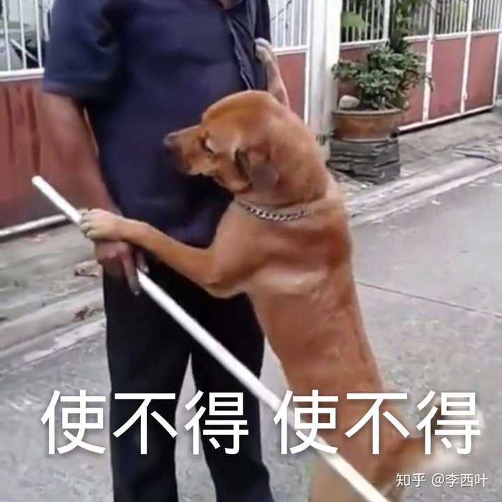 你们有哪些可爱的狗狗表情包吗?