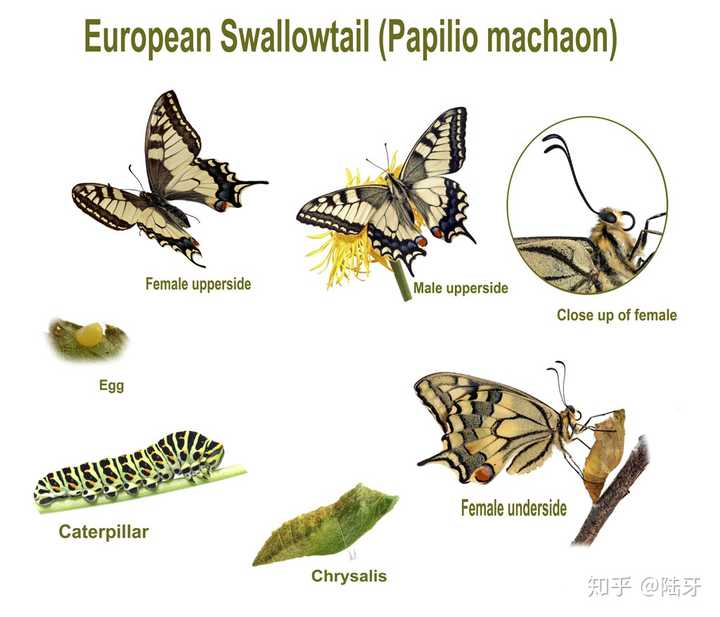 金凤蝶(papilio machaon)完全变态发育(卵-幼虫-蛹-成虫)过程