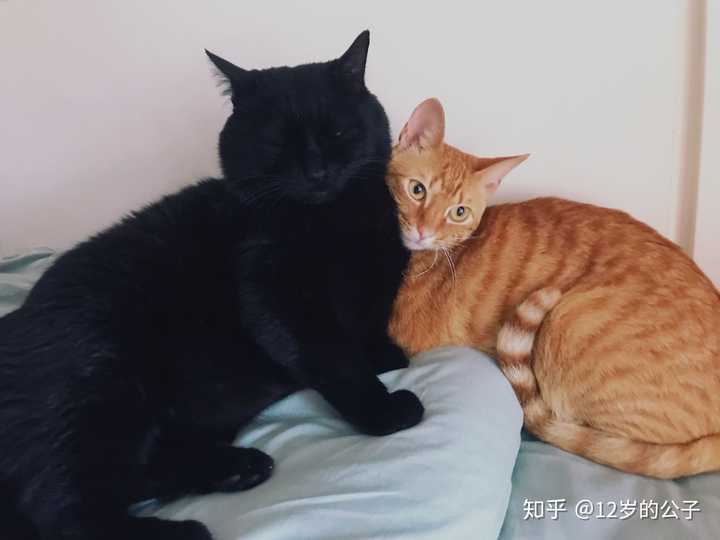 橘猫里也有苗条的,黑猫里也有胖的