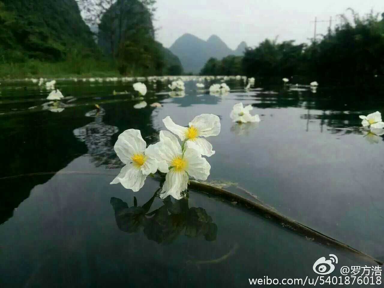 桂林百寿镇乌石海菜花实景照片,见识一下呗