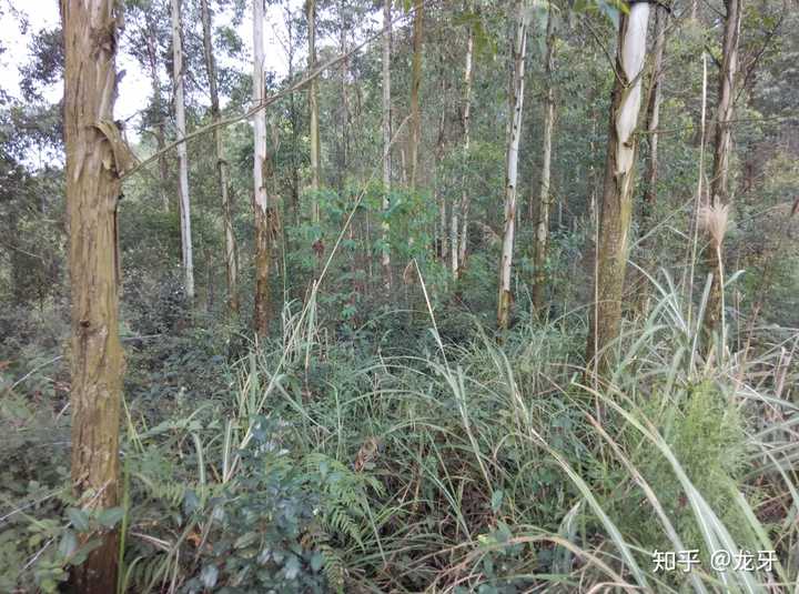 退耕还林工程栽下的树,2025年也该卖了……而卖完之后,面对满地的荆棘