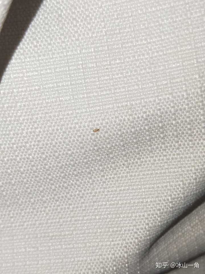 床垫和床上有很多小虫子,求助啊!有没有人知道这是什么虫啊?怎么处理?