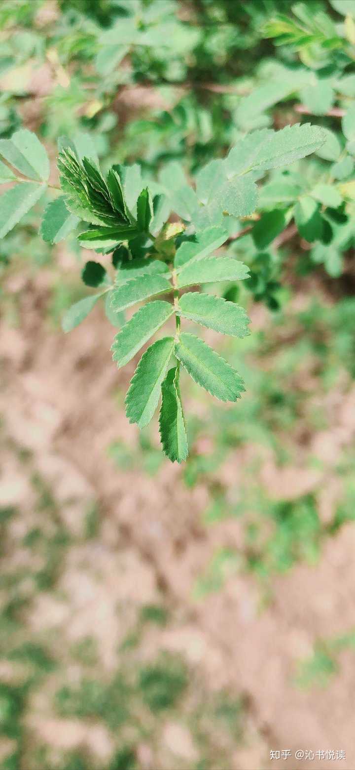 如何用照片/视频记录这个特殊的春天?