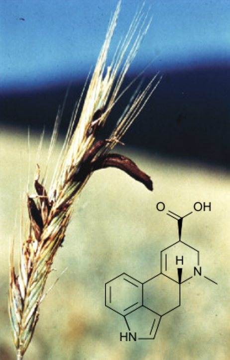 长有麦角的黑麦以及大多数麦角生物碱的前体——麦角酸