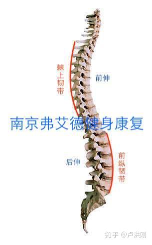 为什么前纵韧带是限制脊柱过度后伸,棘上韧带是限制脊柱过度前伸呢?