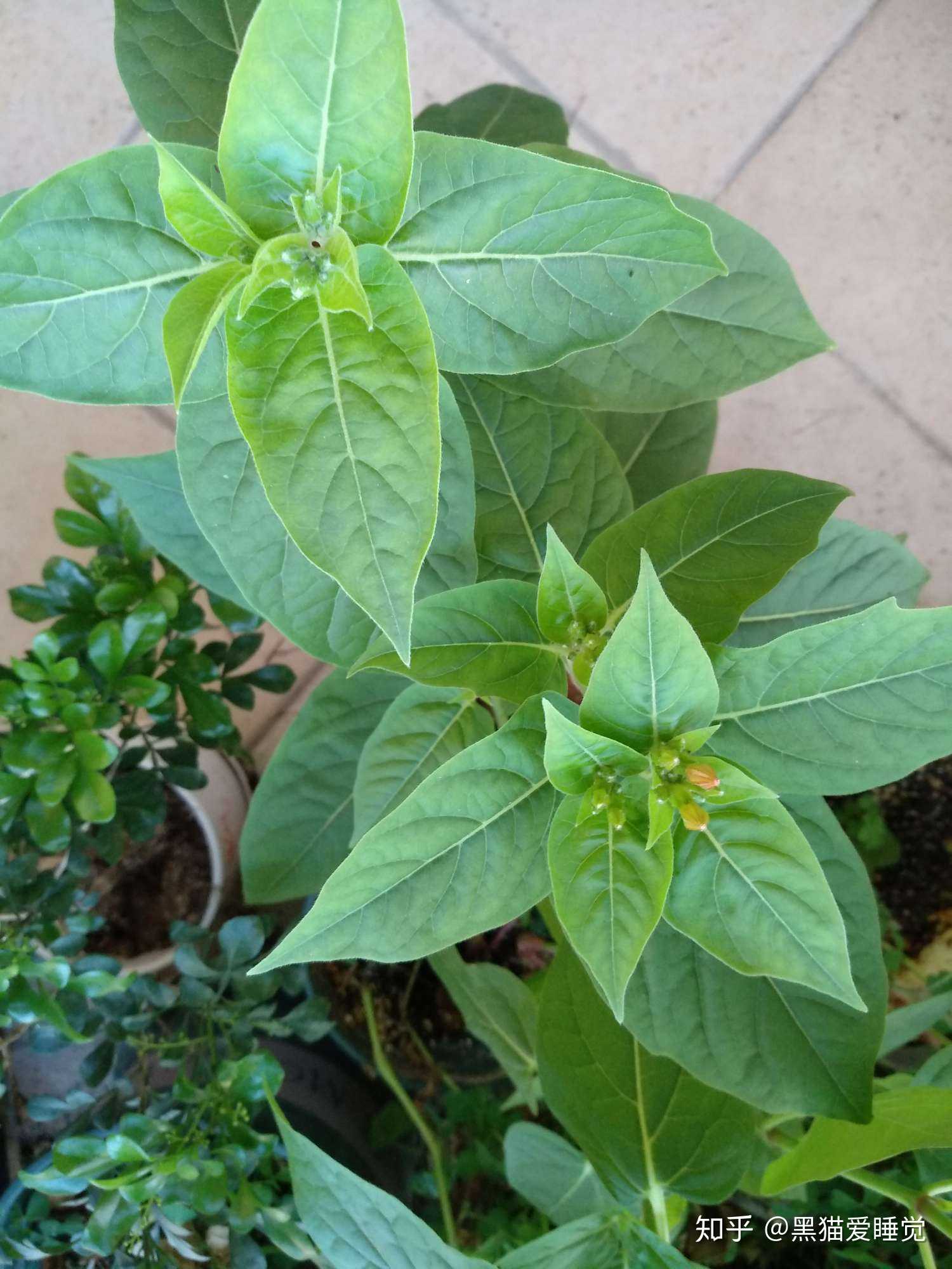 记录地雷花的生长历史,学名紫茉莉