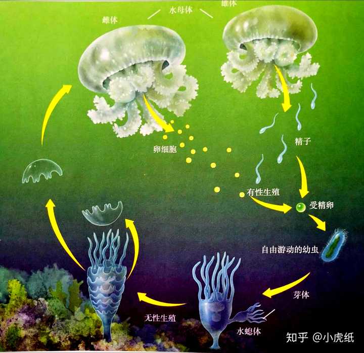 图15:水螅体与水母体,图片来源[6]