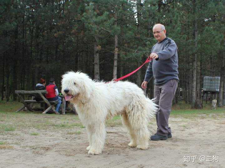 关于可蒙犬……求问有没详细的宠养资料?