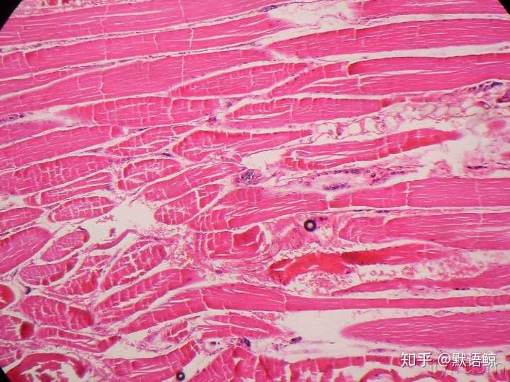 维管组织细胞形成植物维管组织等等),再有组织形成各种器官(动物的脑