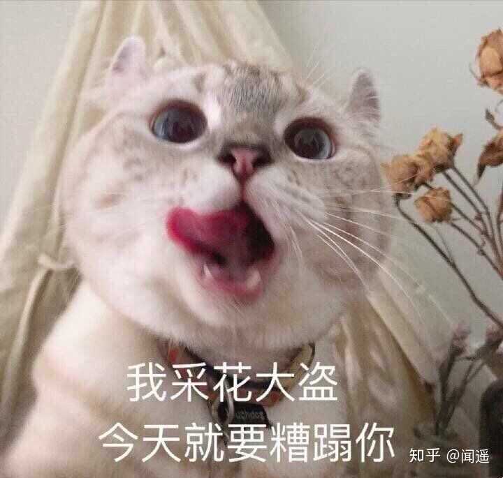 有哪些一见就笑得猫猫表情包?