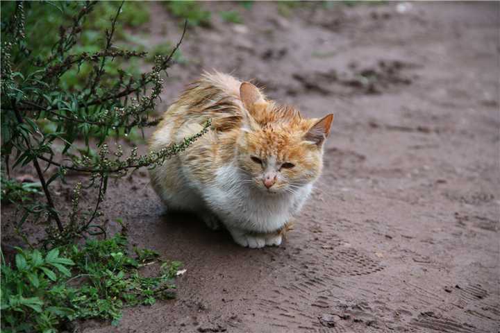 路边蹲着的可爱小猫