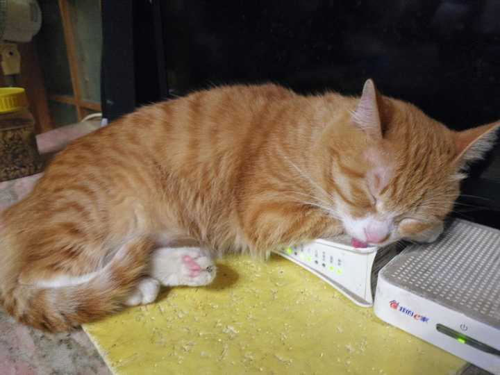 中国狸花猫有什么缺点呢?