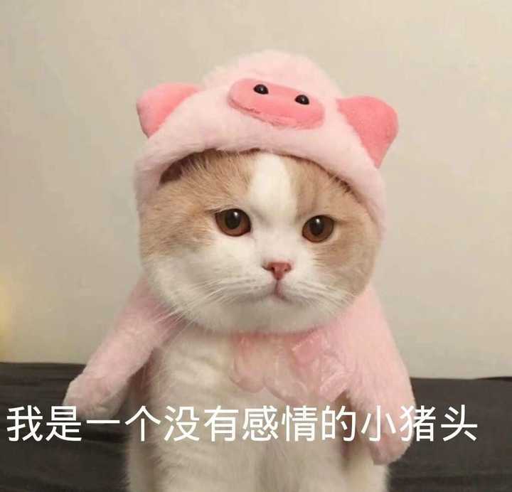 之前发的哄男朋友的,知乎说我涉嫌淫秽色情,真是气死人家了!
