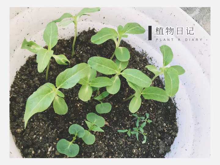 如何把种子养育成一株植物?