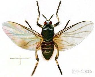 虫媒:黑蝇(blackfly)