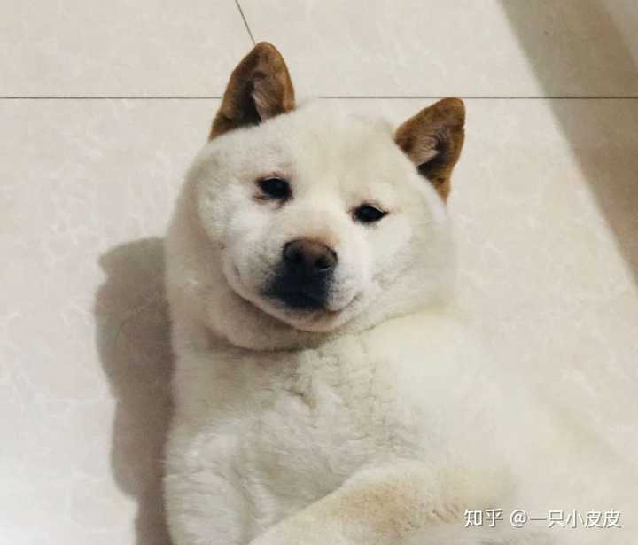 有没有养白色柴犬的大神,能不能分享一下感受和图片?