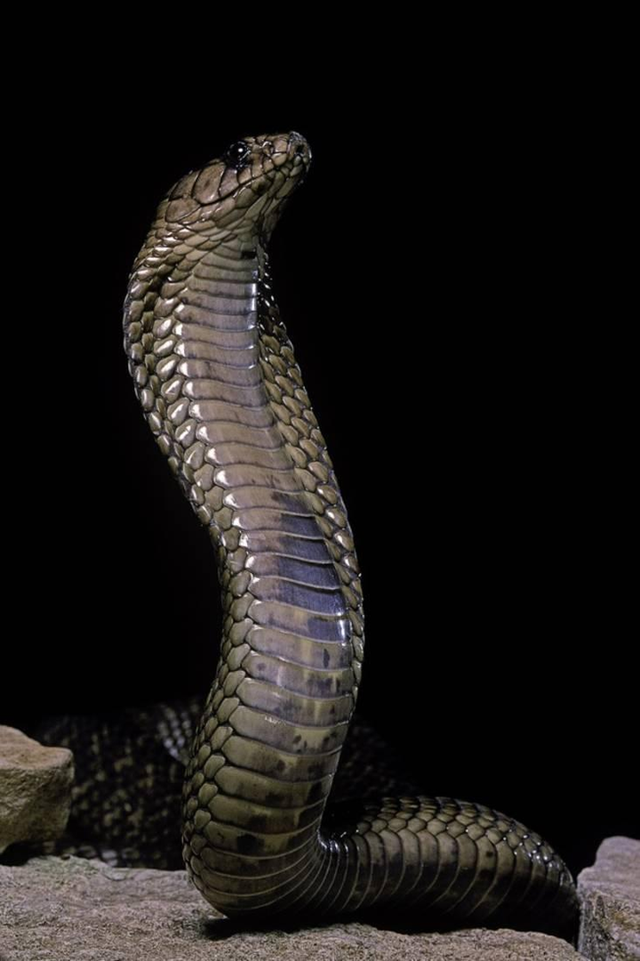 埃及眼镜蛇naja haje,法老头饰上蛇的原型  图片来自网络