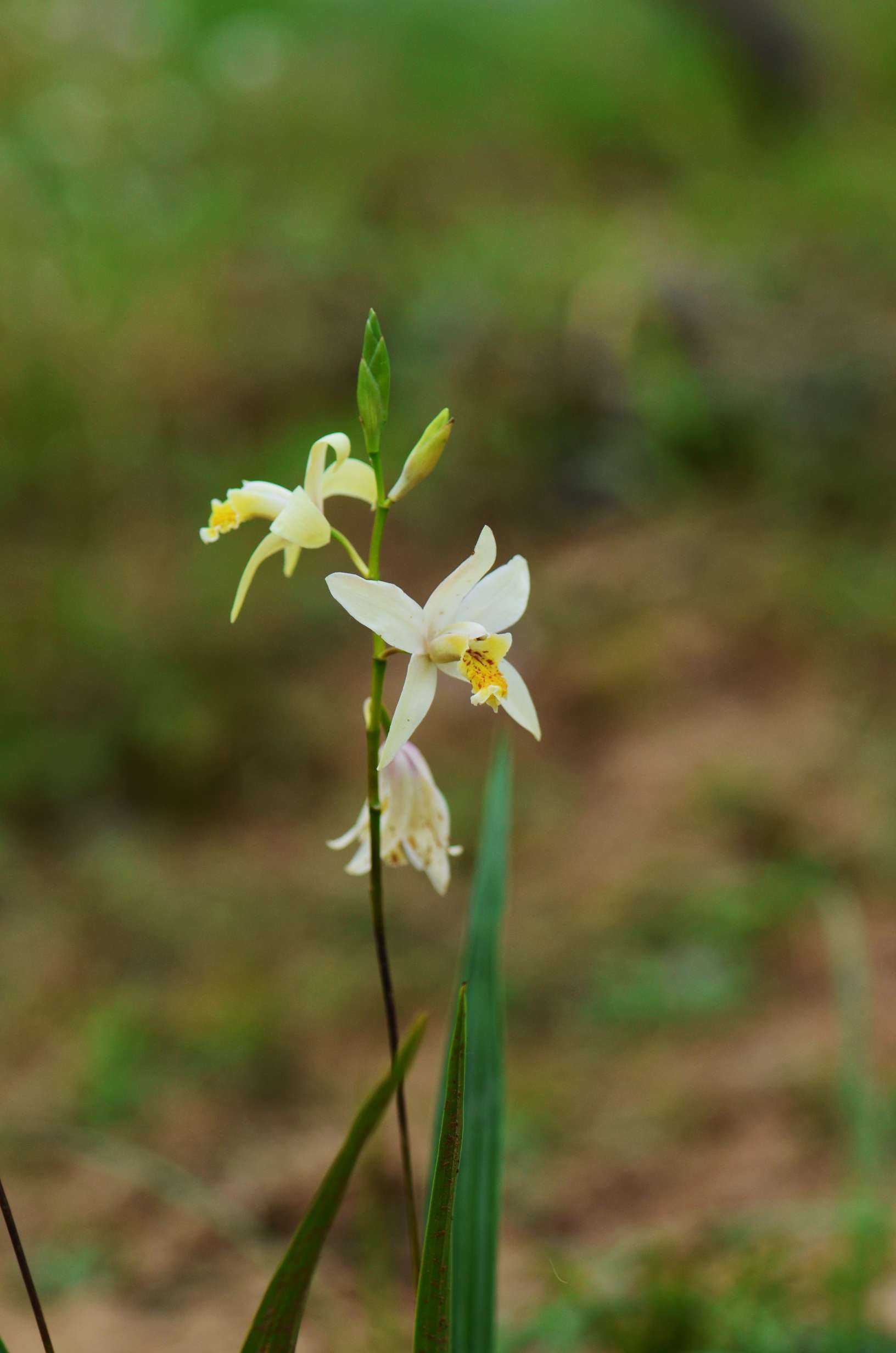黄花白及