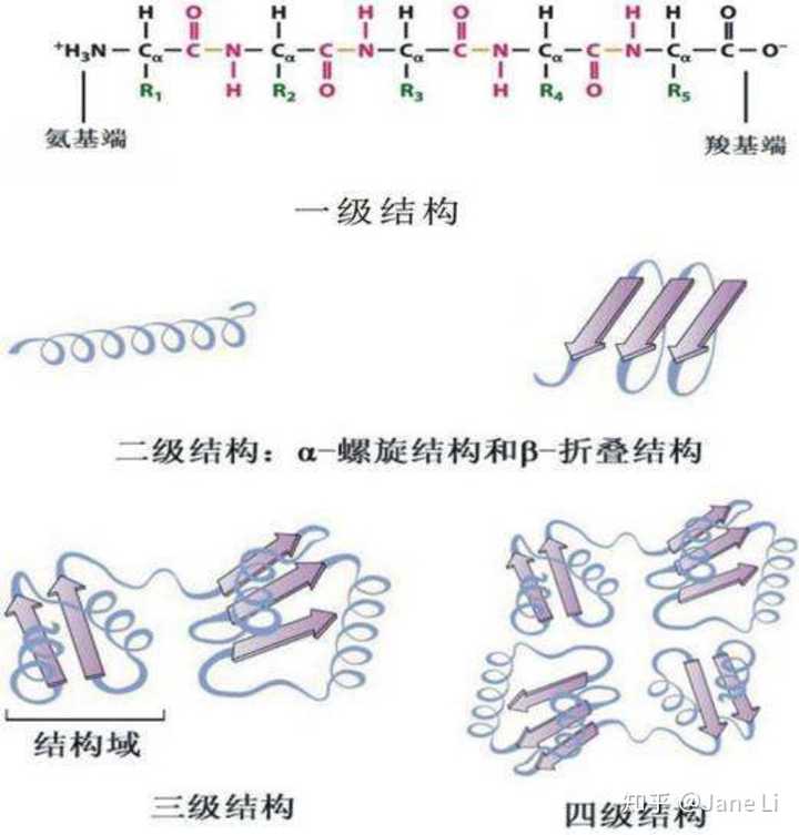 四级结构:亚基再组合,形成的蛋白复合体,就是四级结构,四级结构的蛋白