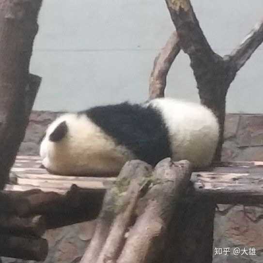 有没有可爱的 憨憨的熊猫头像?