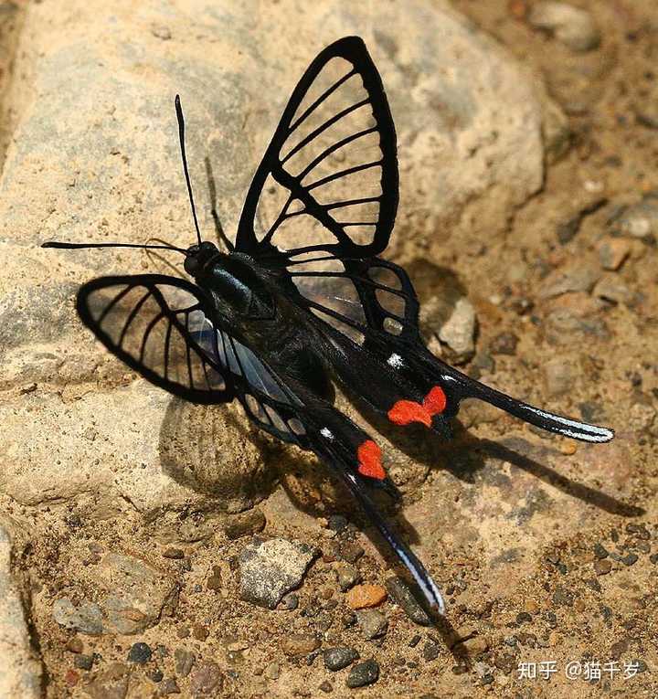 绡凤蚬蛱蝶 chorinea faunus
