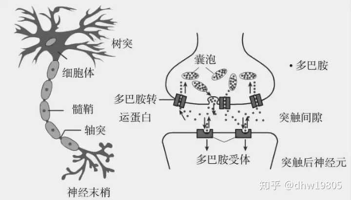 多巴胺从囊泡中分解进入突触间隙刺激多巴胺受体,进一步使大脑感到