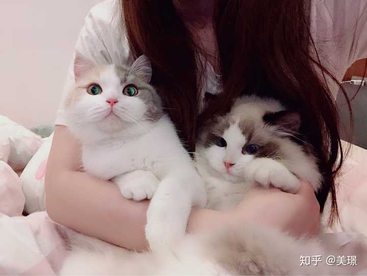 养一只三花英短是种怎样的体验?