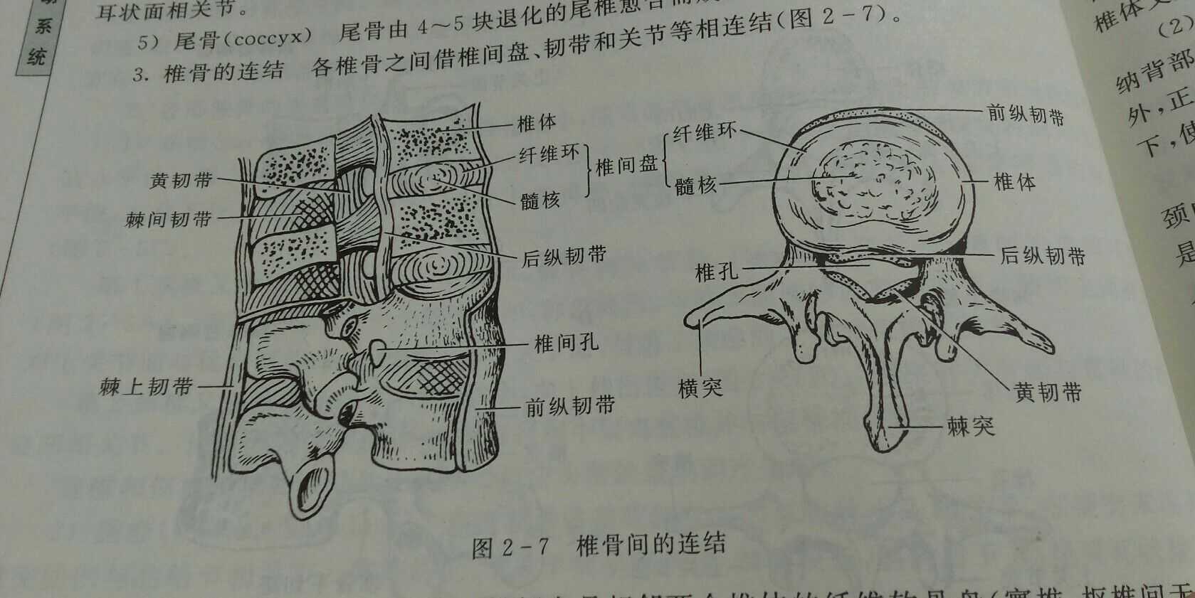 解剖学告诉我们,活人脊柱某韧带是黄色的,死后数天变白.